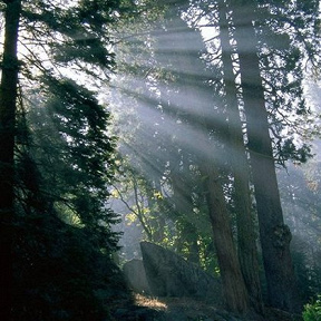 Echoes of Nature