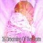 Album 26 Dreaming of the Storm de Rain Sounds & Nature Sounds